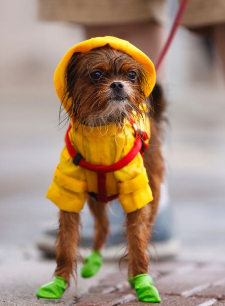 Pet Care Emergency Planning for Hurricane Season