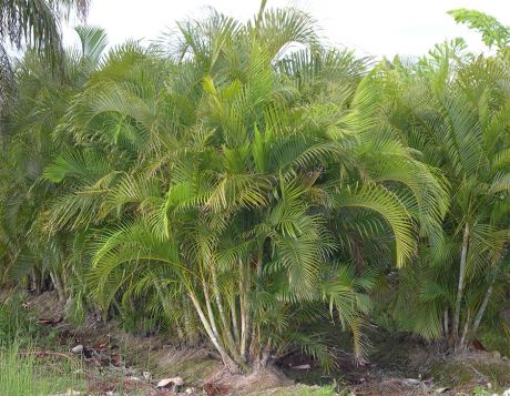 Areca palm near Florida homeowner