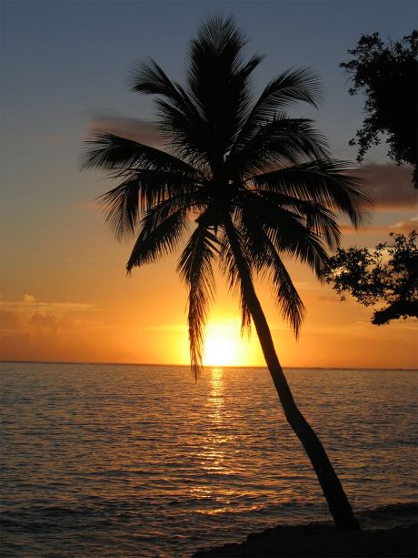 coconut palm tree at sunset