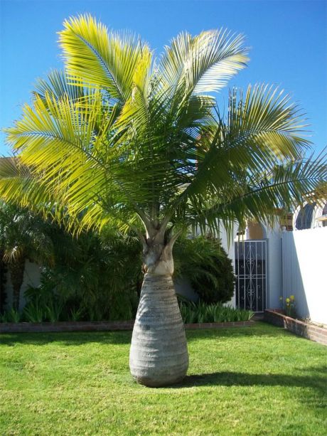 Bottle Palm Tree