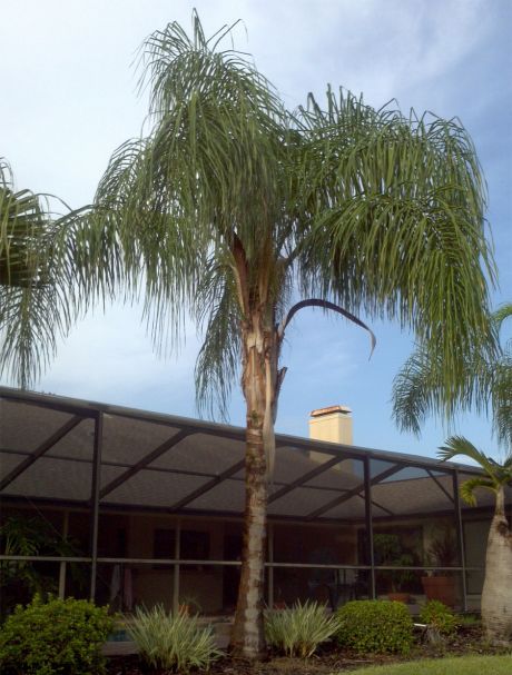 Queen palm tree